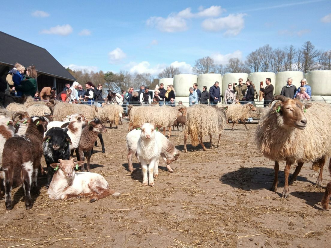 Kraomschudd'n bij de Holtinger schaapskudde, ruim driehonderd lammetjes geboren