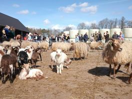 Kraomschudd'n bij de Holtinger schaapskudde, ruim driehonderd lammetjes geboren