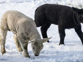 Boer gaat wéér in de fout, zwangere schapen in bewaring genomen
