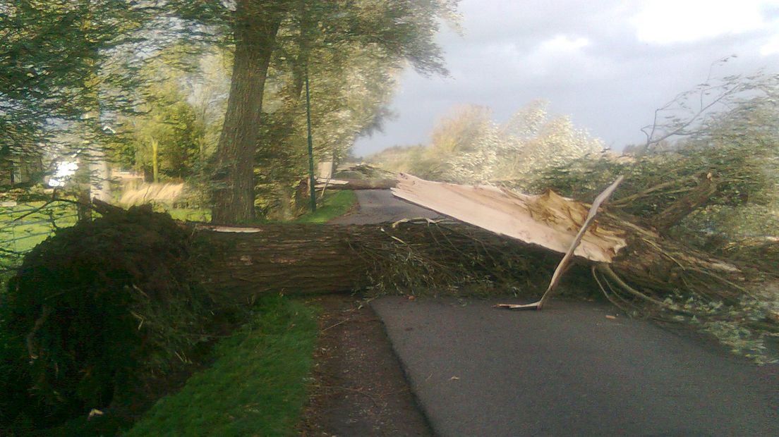 Op de Wagendijk in Kockengen waaiden meerdere bomen om