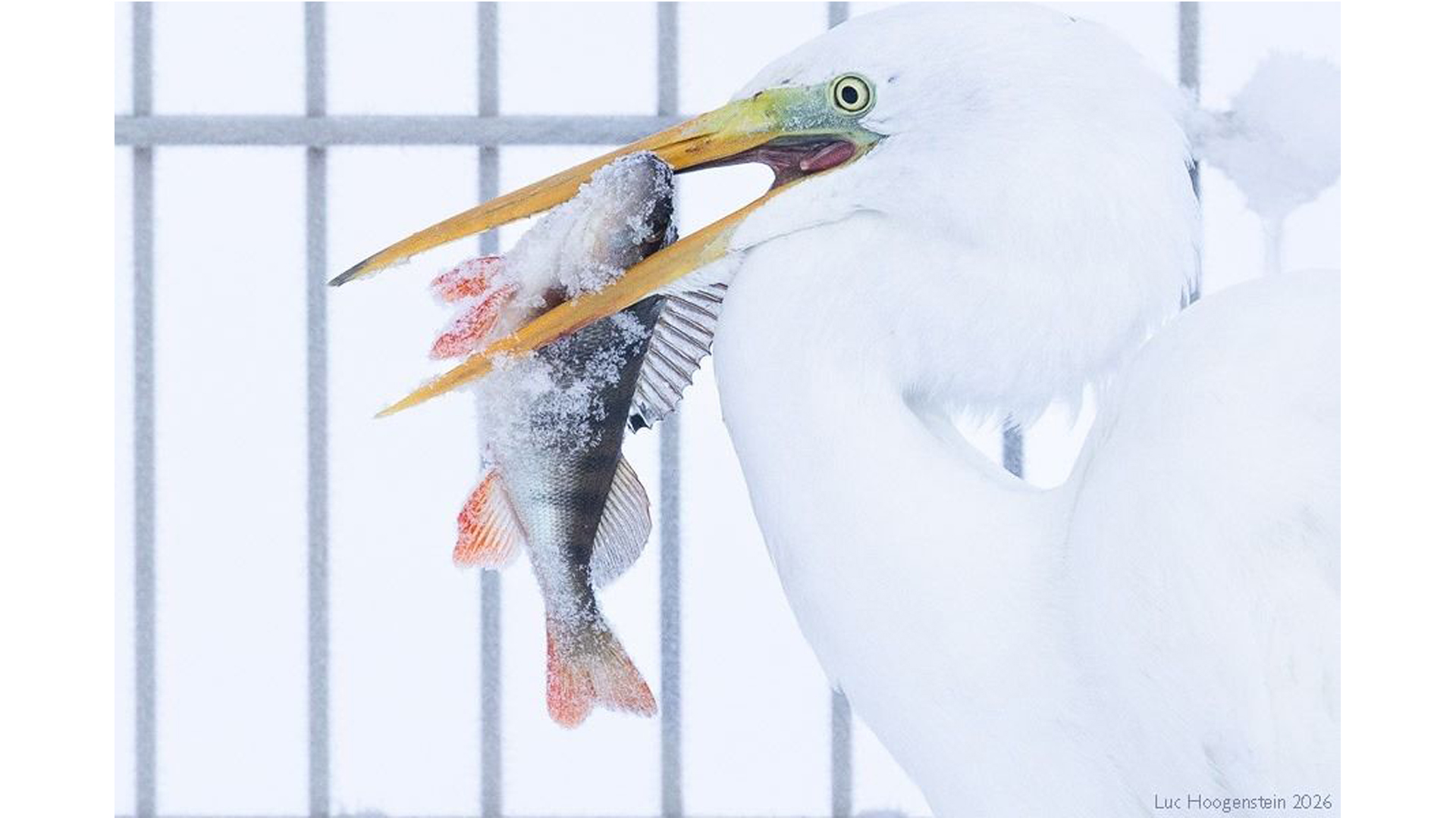 Een zilverreiger heeft beet