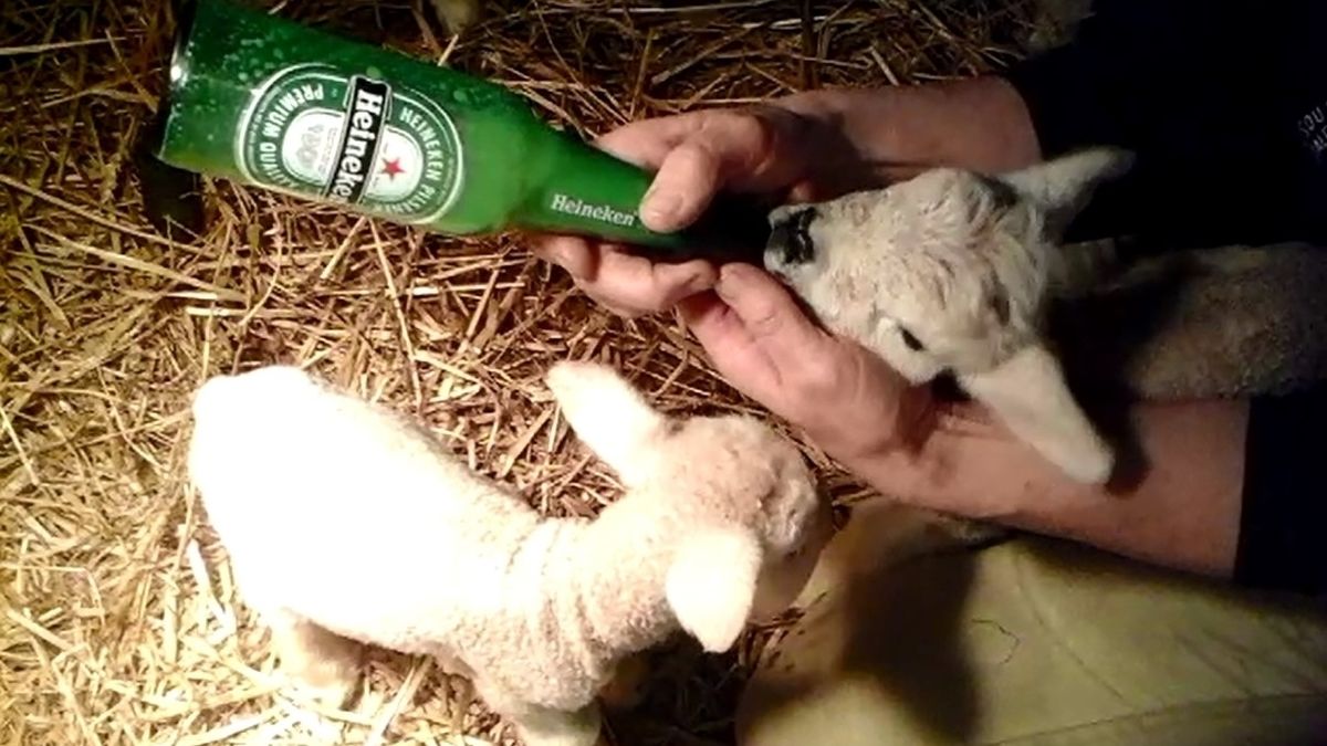 Niet één, niet twee, niet drie, maar vier lammetjes geboren in Ouwerkerk (video)