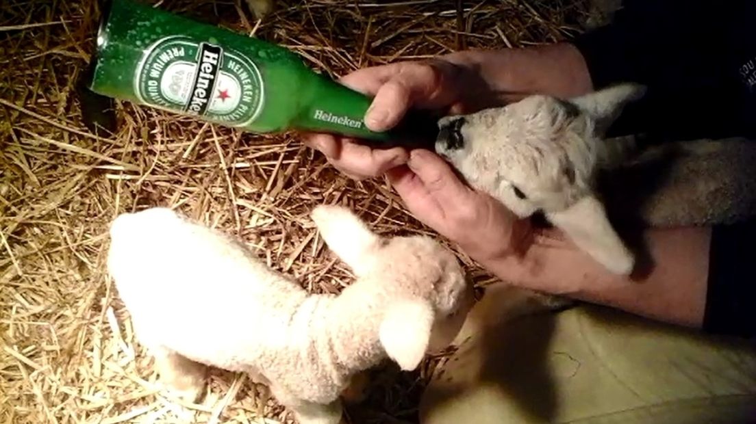 Niet één, niet twee, niet drie, maar vier lammetjes geboren in Ouwerkerk (video)