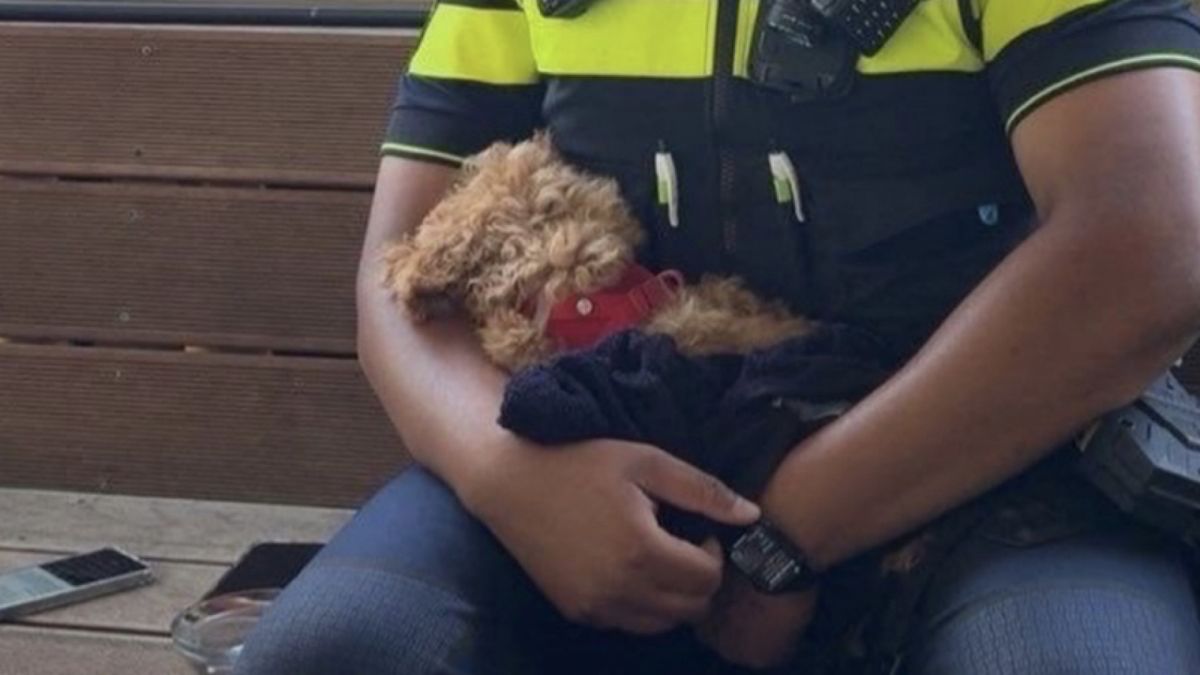Verwaarloosde hond oververhit aangetroffen in kinderwagen