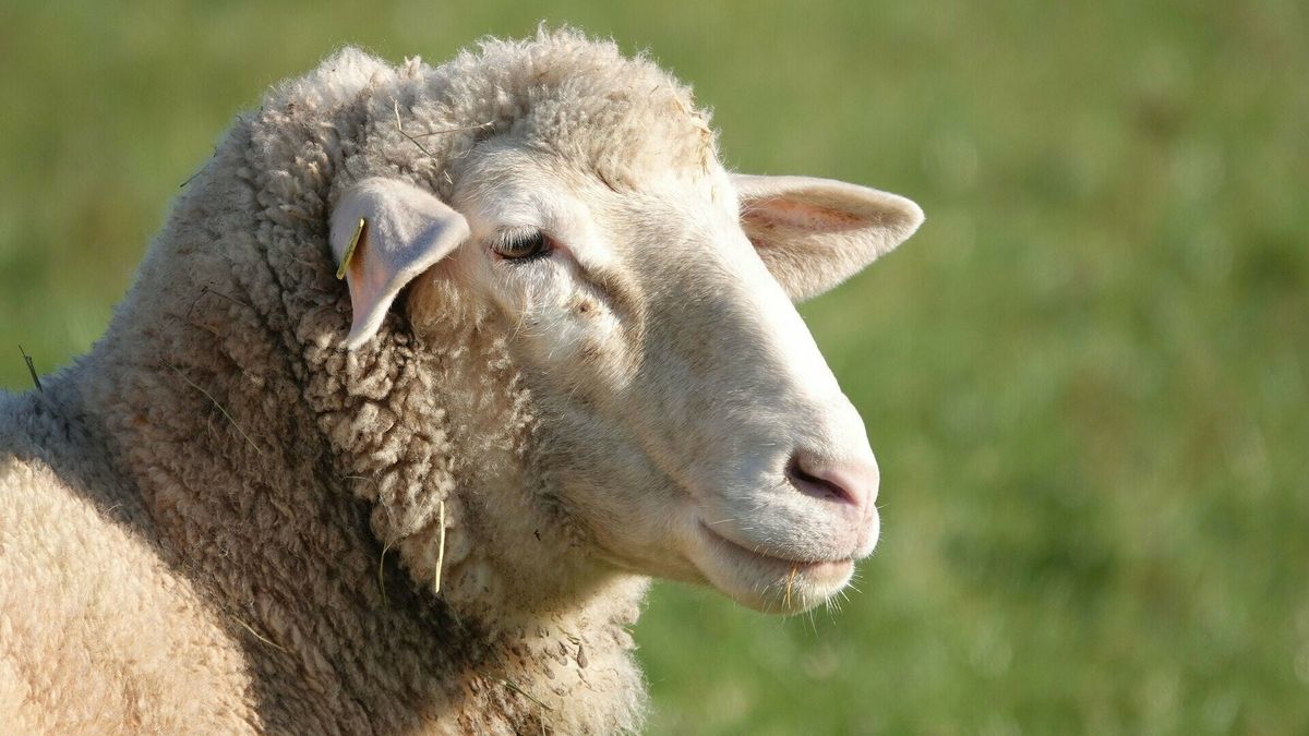 Schapen achter goedgekeurd wolfwerend hek aangevallen, provincie grijpt in