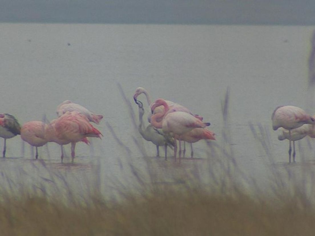 Flamingo-s-overwinteren-in-het-Grevelingenmeer