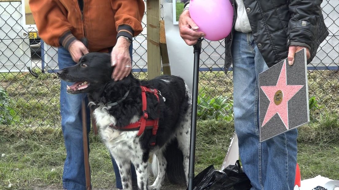 Hond Bartje wint de dog of fame award van hondenspeeltuin Midden-Drenthe