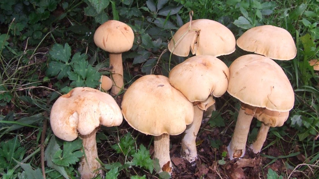 Zeldzame soorten gespot bij Winterswijk