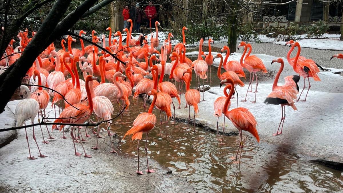 Flamingo's trekken zich niks aan van sneeuw: 'Zag rode panda koppeltjeduikelen in de sneeuw'