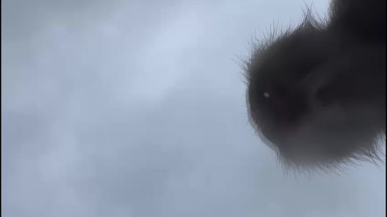 Bavianen stelen telefoon en filmen zichzelf