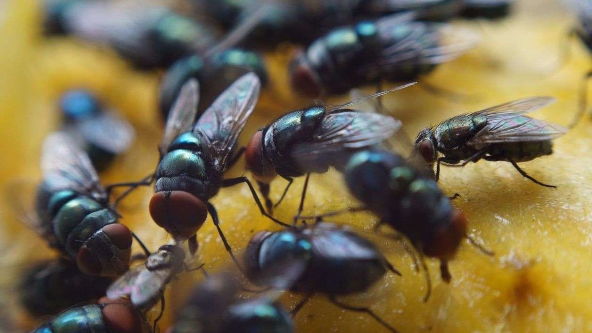 Bewoners Stramproy melden massaal vliegenoverlast: gemeente op zoek naar broedplekken