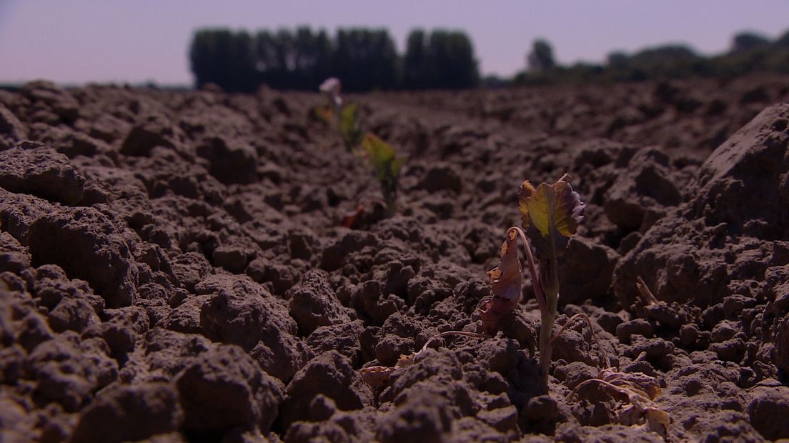 'Opslag zoet water onder kreekrug heeft de toekomst'