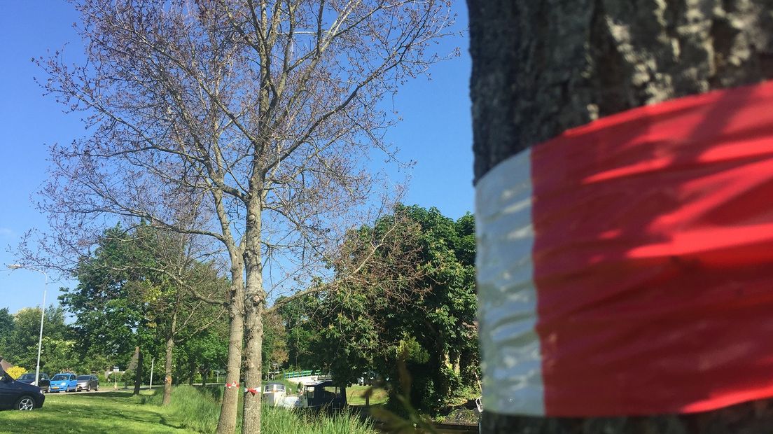 Dode bomen ontsieren de groene straatkant