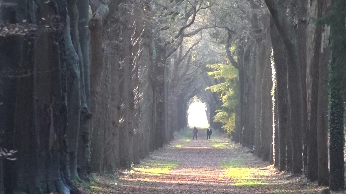 VIDEO: Grote opknapbeurt voor de lanen van Oranjewâld