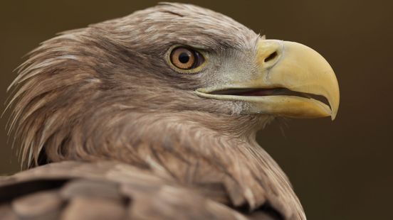 Hoe het ook kan: nieuwe film over de natuur rond de Ooijpolder en Groesbeek