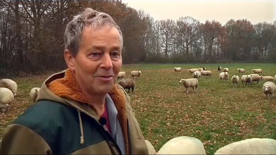 Schapenhouder Jos Hilhorst: "Nederland is te klein, de wolf past hier gewoon niet."