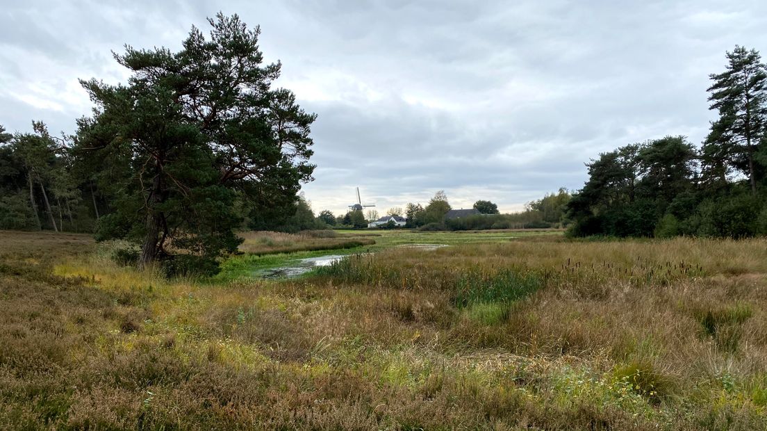 Ven met op achtergrond de korenbeltmolen.