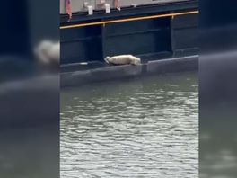 Zeehond relaxt op scheepsrand in Merwehaven in Rotterdam-West