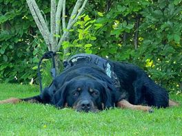 Hond Toby