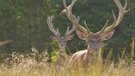 Vier seizoenen in de natuur 2