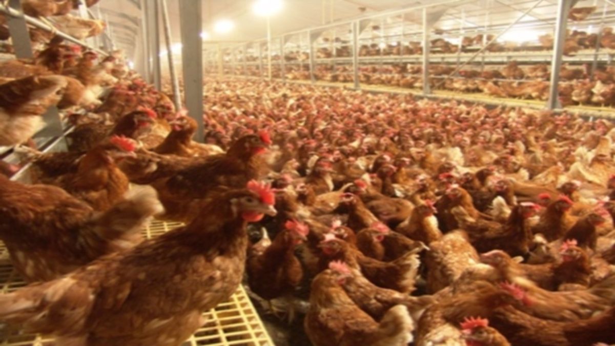 Tweehonderd kippen dood door hitte