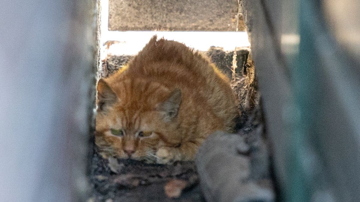 Brandweervrouw in hand gebeten bij reddingsactie kat in Drachten