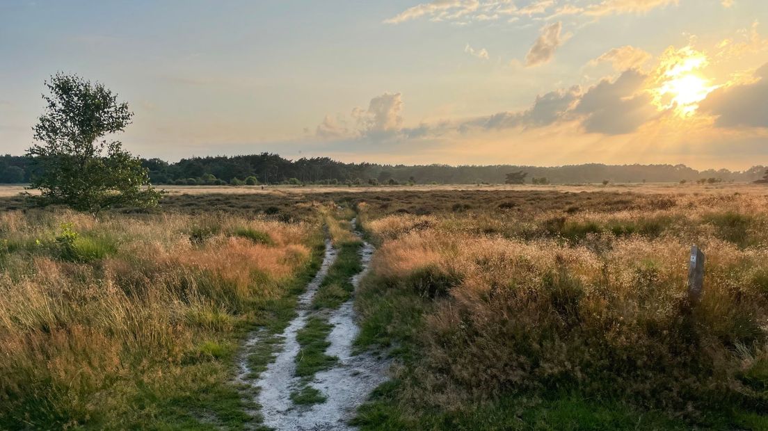 Een wandelpad door natuurgebied het Holtingerveld in de gemeente Westerveld