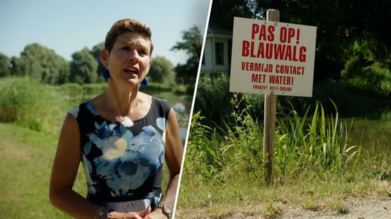 Het is droog en warm: de ideale omstandigheden voor blauwalg