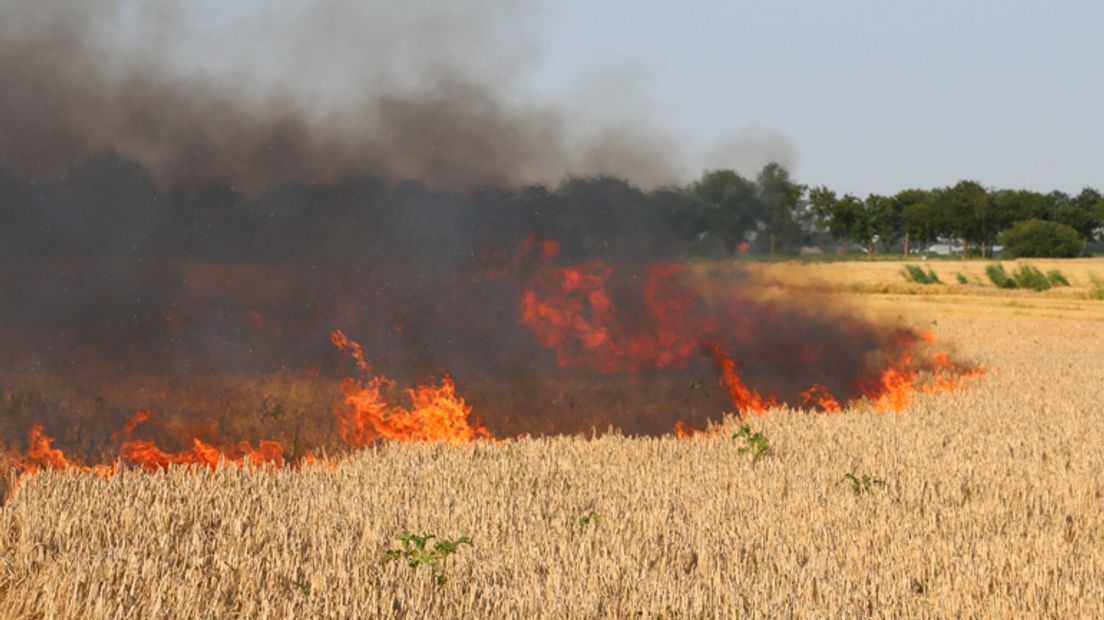 Één hectare tarwe ging in vlammen op bij de korenbrand (Rechten: Van Oost media)