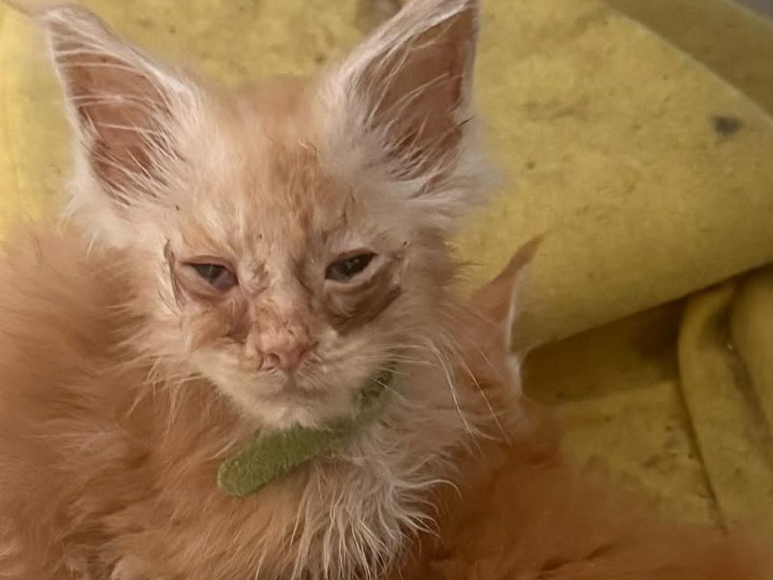 Een van de verwaarloosde katten