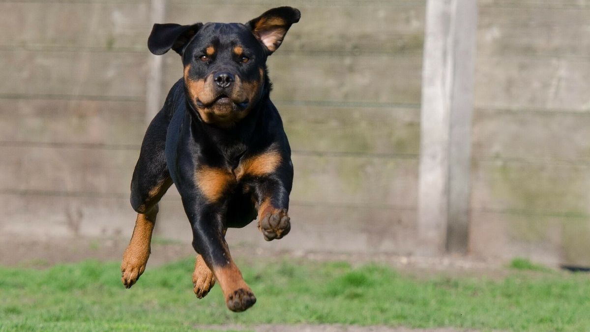 Gezin uit Valthermond moet negen rottweilers wegdoen