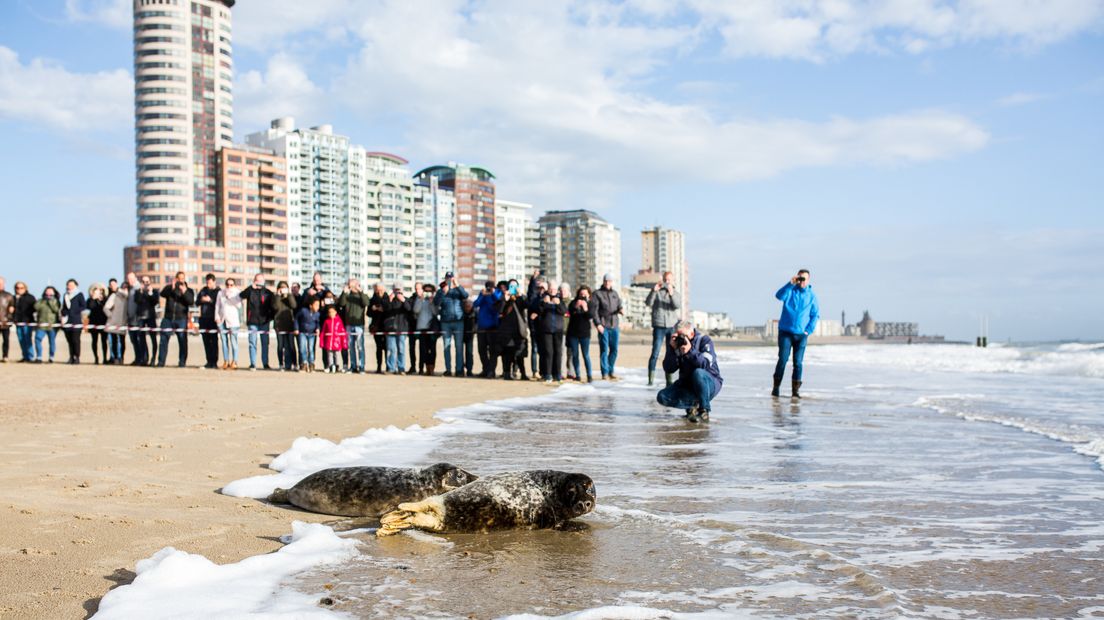 Amels vernoemt geadopteerde zeehond naar overleden collega Dennis Kooger