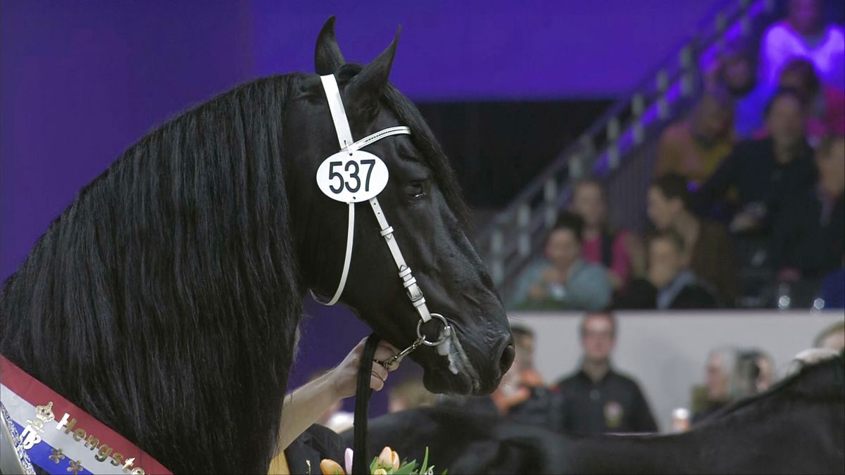 Kampioen hengstenkeuring krijgt het druk: 