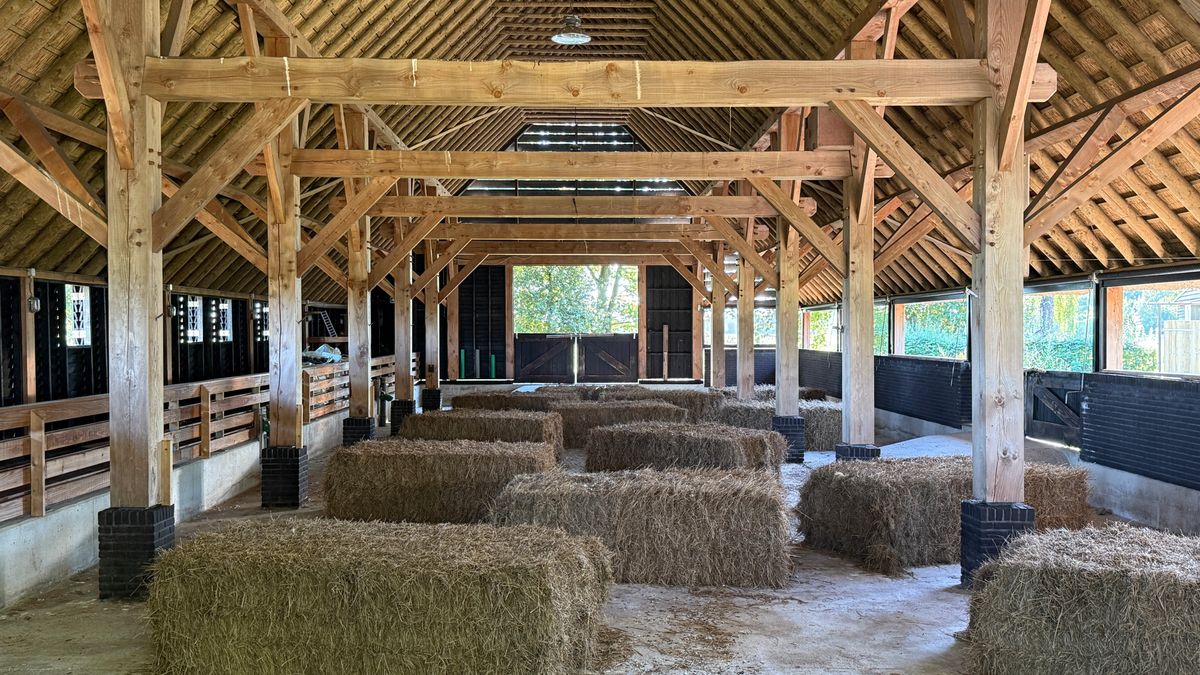 Waar zijn de schapen op het Balloërveld? Niet in de kooi, want die is niet wolfproof