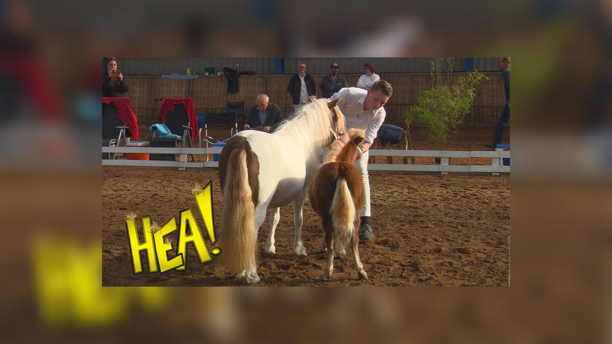 HEA! Ponykeuring Gersloot