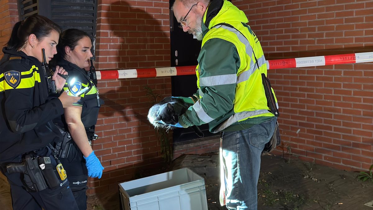 Kat zonder haar op staart: politie doet onderzoek