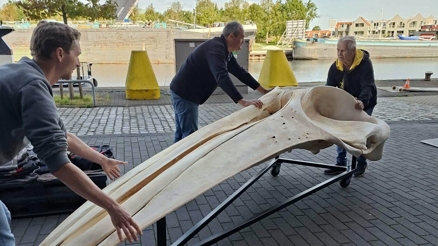 Schedel van vinvis Erick moet wijken voor nieuwe tentoonstelling en gaat terug naar Leiden