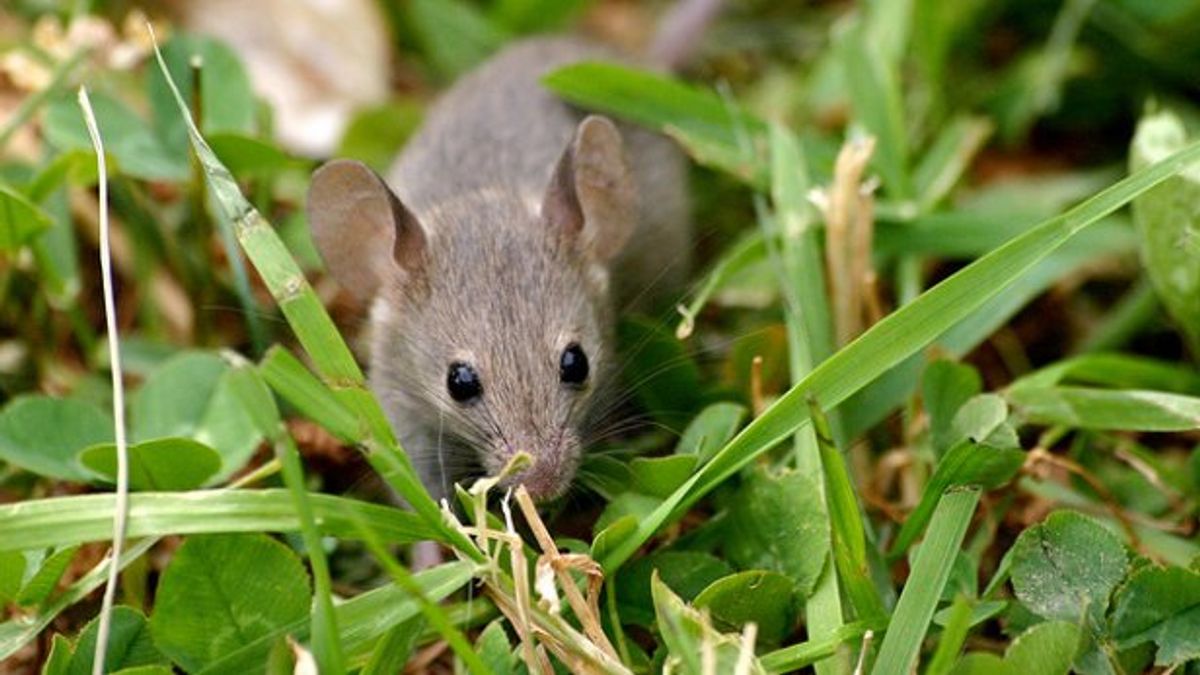 Vijftien Drentse boeren getroffen door muizenplaag: 'Het is een drama'