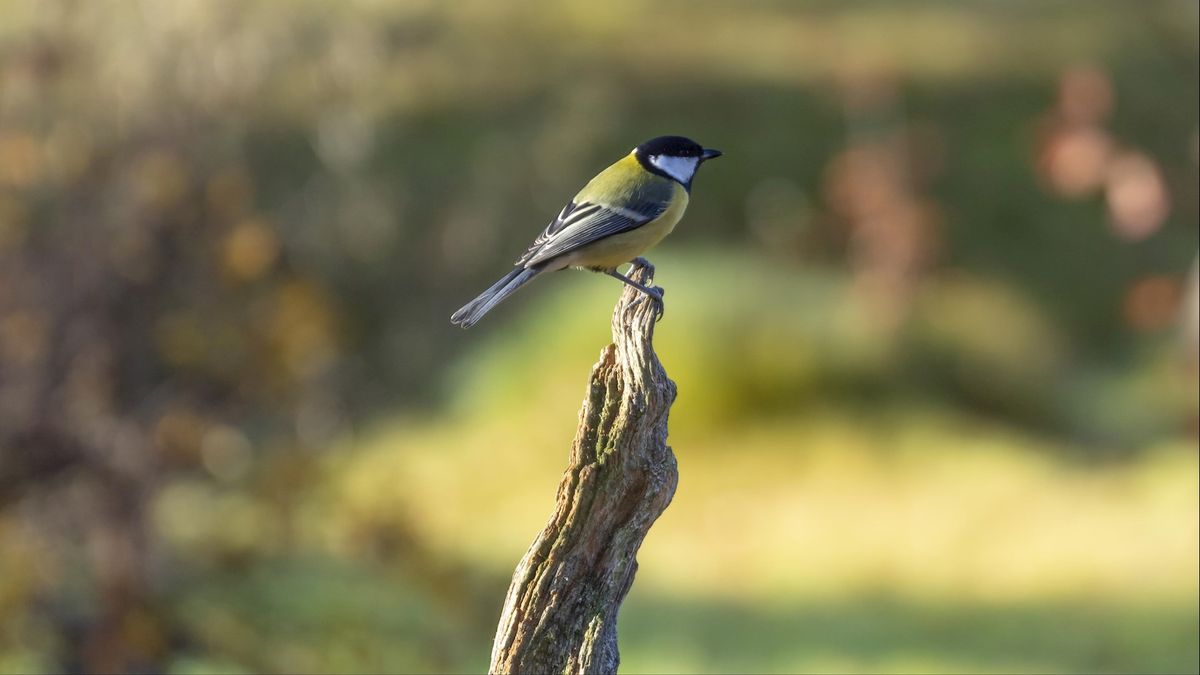 Koolmeesje om het leven door stok tegen vogelhuisje: 'Dit lijkt bewust te zijn gedaan'