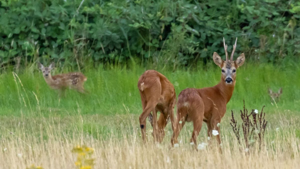 'Heksencirkels' in het gras? Dit bronstige dier is de oorzaak