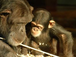 Lijken we meer of minder op chimpansees dan gedacht? DierenPark Amersfoort doet 'emotieonderzoek'