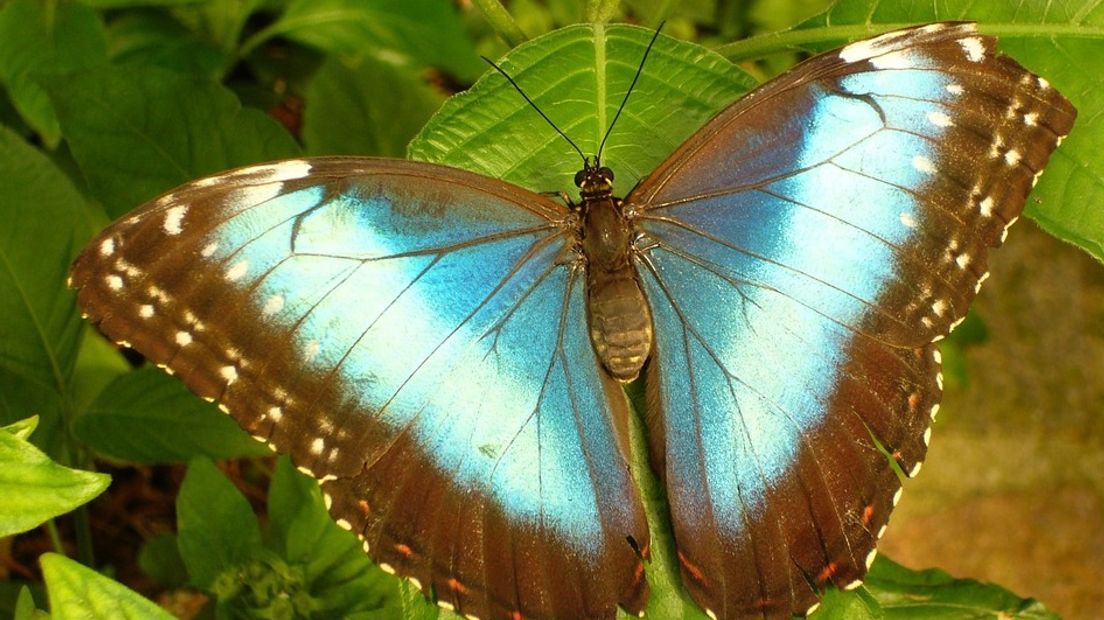 Grote morpho vlinder.