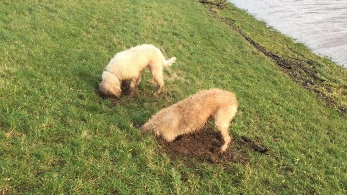 Twee honden graven kuilen in de dijk, waardoor ze die beschadigen (Rechten: WDODelta)