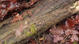 Op zoek naar sporen van insecten deel 1