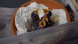 'Help niet elke vogel', kuikens worden bewust uit het nest gegooid