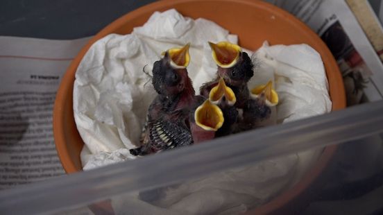 Jong vogeltje op de grond? Soms help je juist door niets te doen