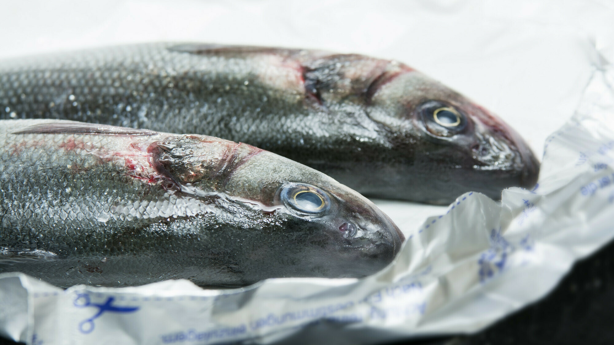 Vissers jagen met veel lawaai illegaal op vis