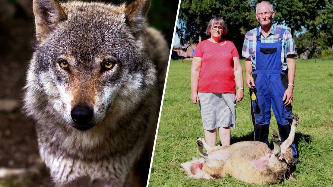 In Elspeet zijn meerdere schapen gedood door - vermoedelijk - een wolf