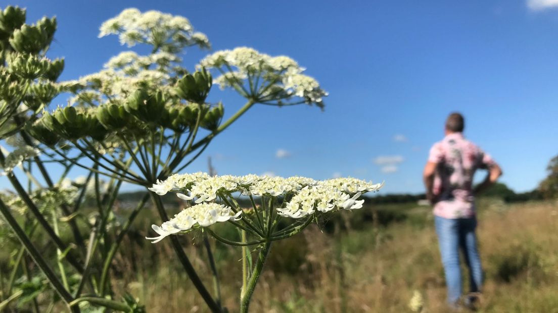 In het nieuwe natuurgebied bij Wilnis krijgt water de ruimte