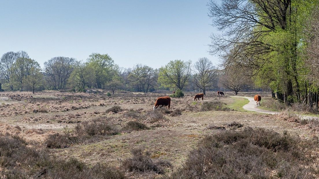 Het Buurserzand bij Haaksbergen